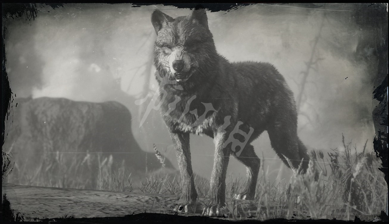 《碧血狂殺2》傳說狼怎麼找 傳說狼捕殺詳解