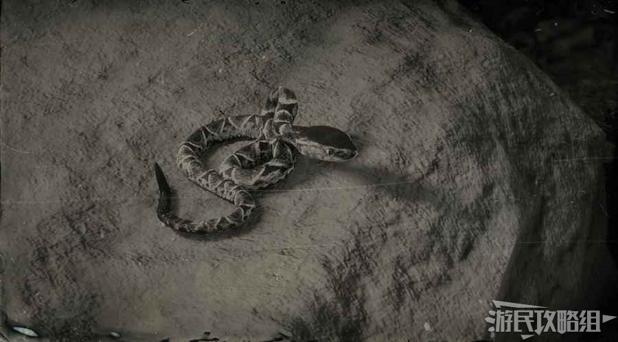 《碧血狂殺2》全動物圖鑒 動物位置及狩獵方法詳解