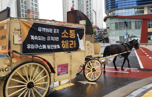 為了抗議《賽馬娘》運營，韓國玩家真的拉來了一匹馬遊街