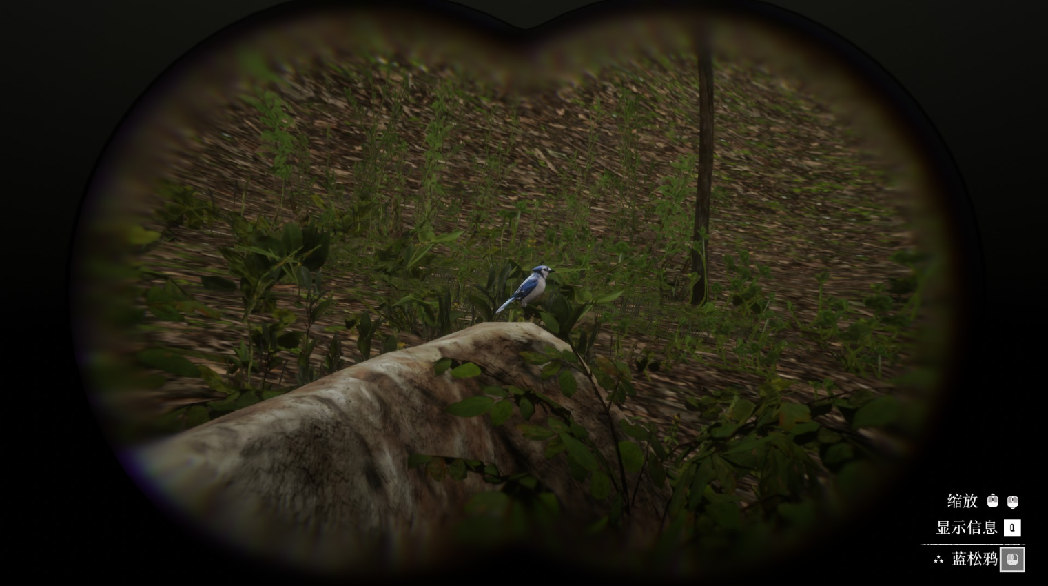 《碧血狂殺2》動物藍松鴉在哪里找