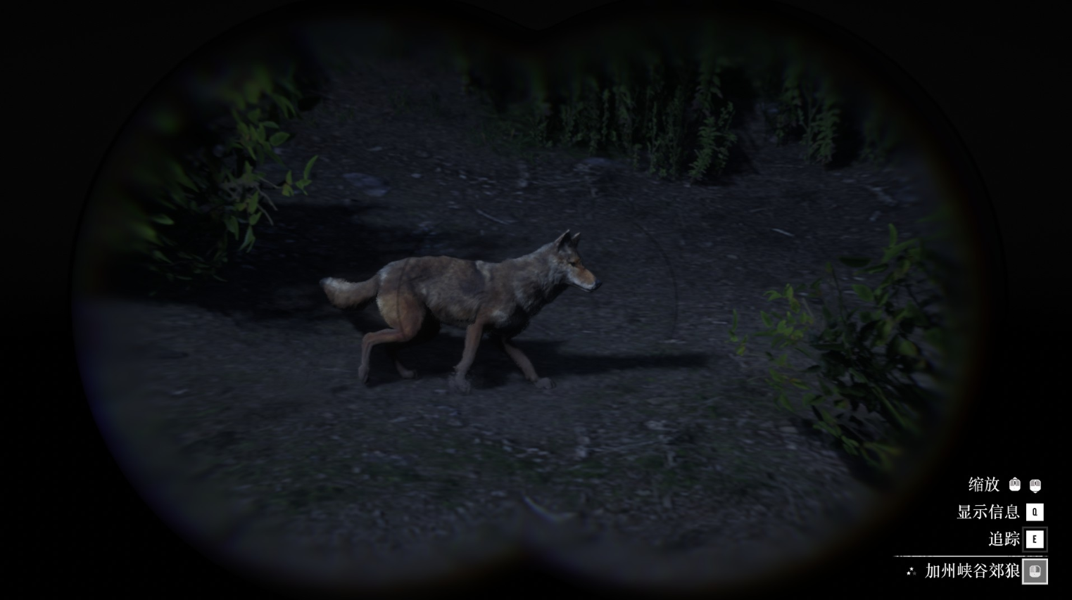 《碧血狂殺2》動物加州峽谷郊狼在哪里找