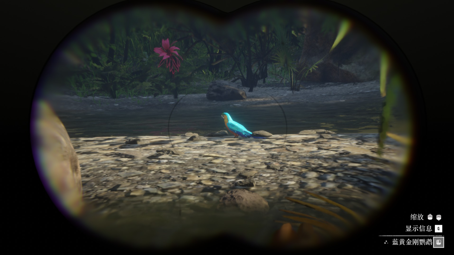 《碧血狂殺2》動物藍黃金剛鸚鵡在哪里找