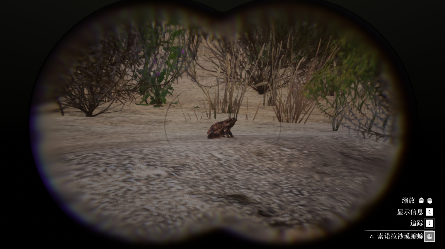 《碧血狂殺2》動物索諾拉沙漠蟾蜍在哪里找