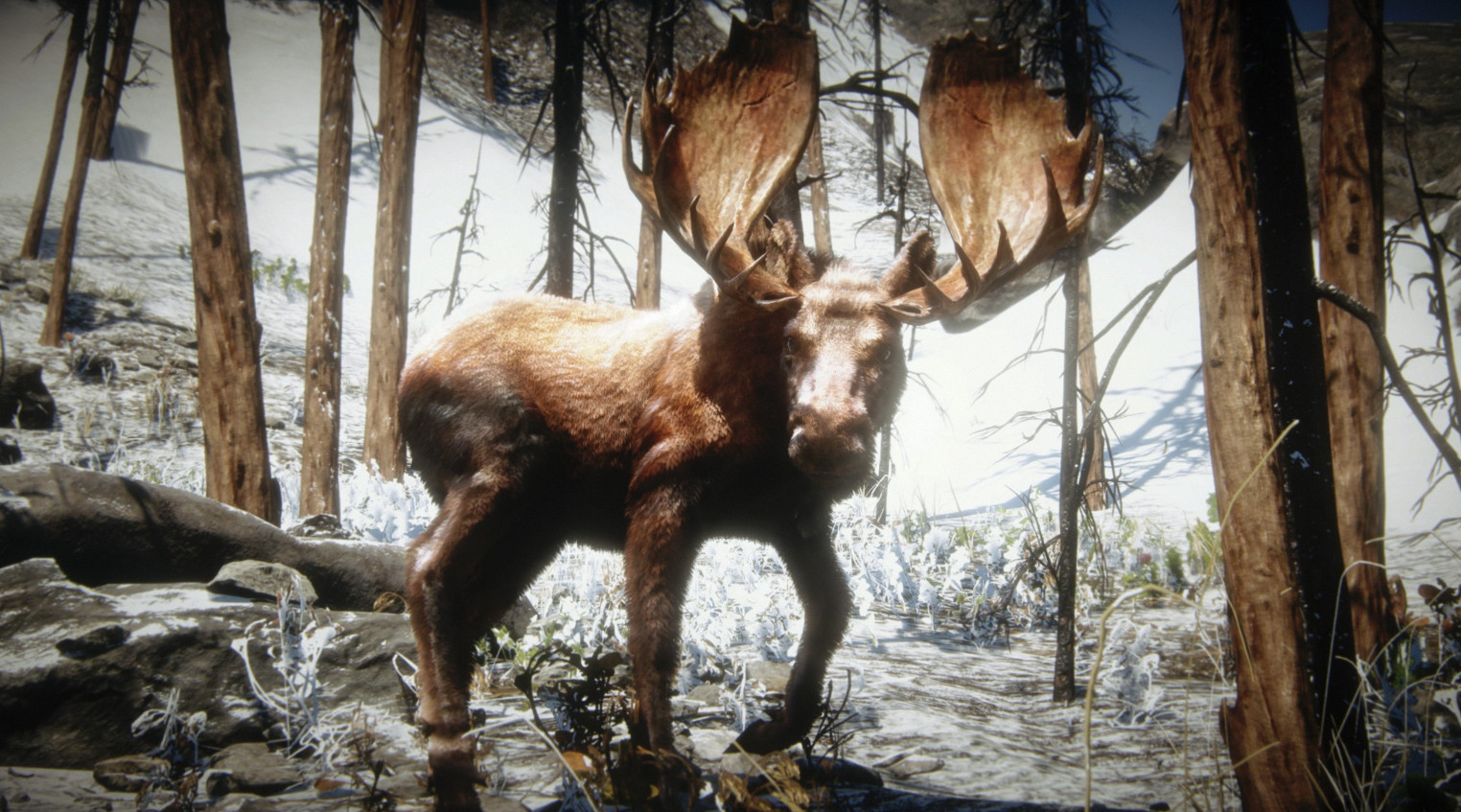 《碧血狂殺2》遊戲狩獵西部駝鹿需要注意什麼